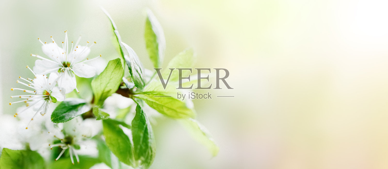 樱花背景在春天开花照片摄影图片