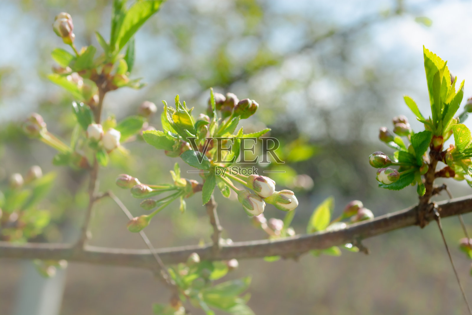 樱桃芽。春天的花园。开花结果的树。照片摄影图片