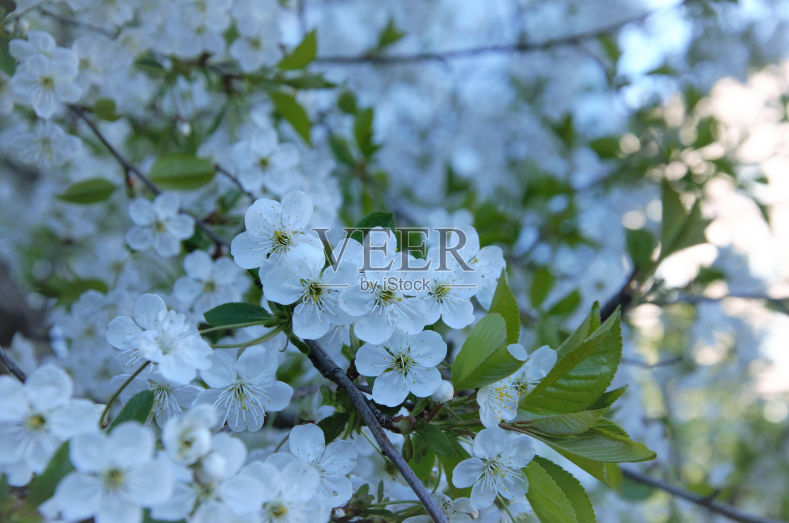 开花灌木在春天有白色的小花，樱花盛开照片摄影图片