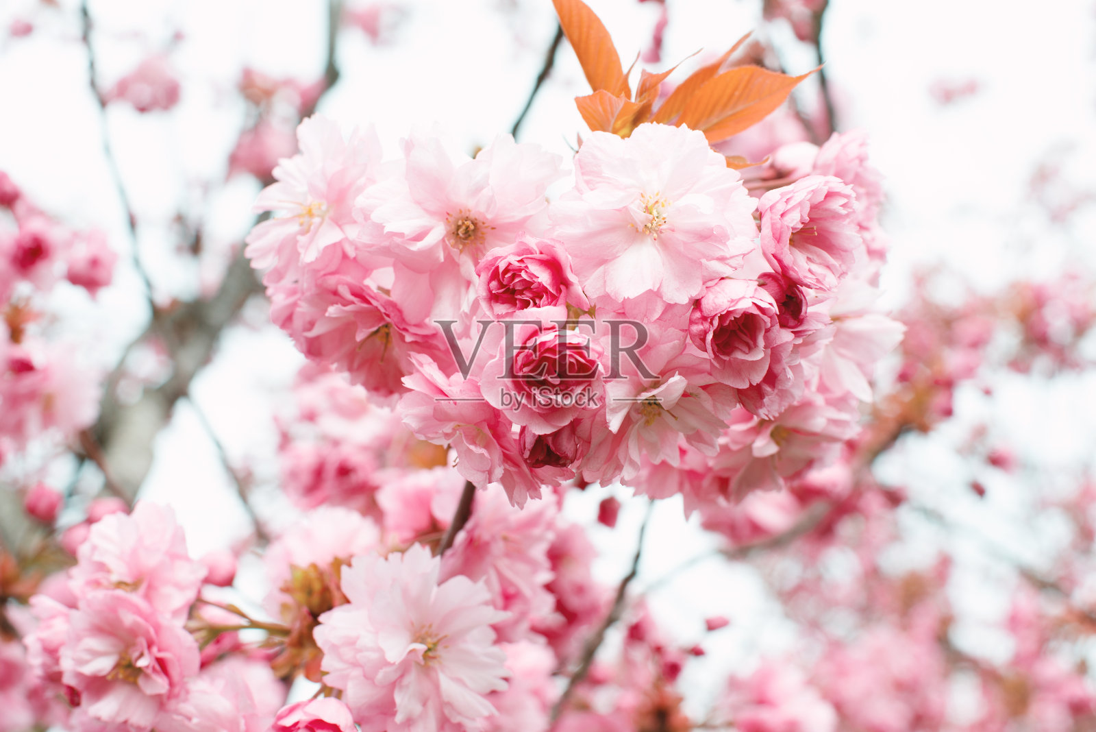 春天的树上开着粉红色的花，日本樱花盛开照片摄影图片