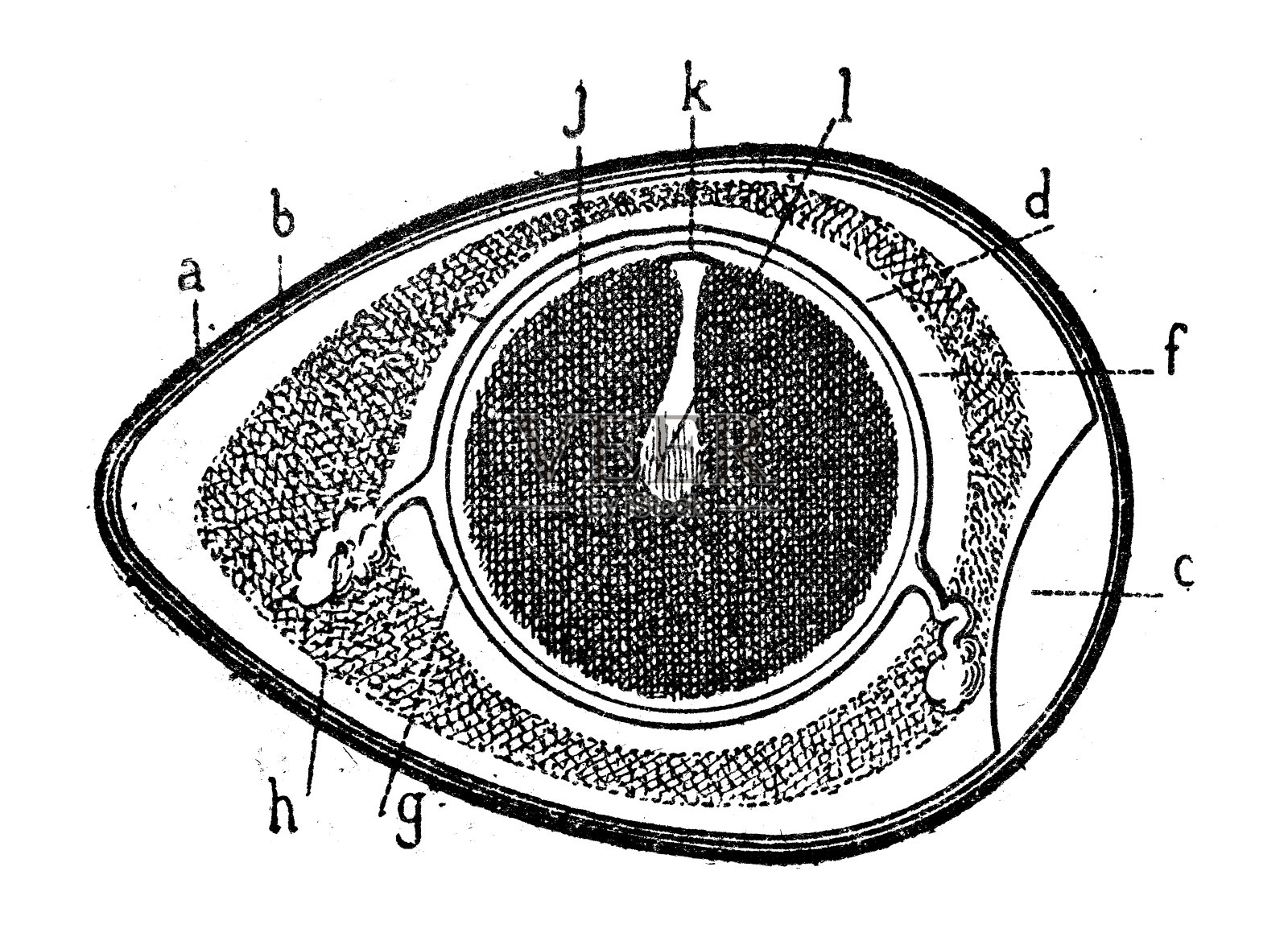 仿古插画:鸡蛋插画图片素材