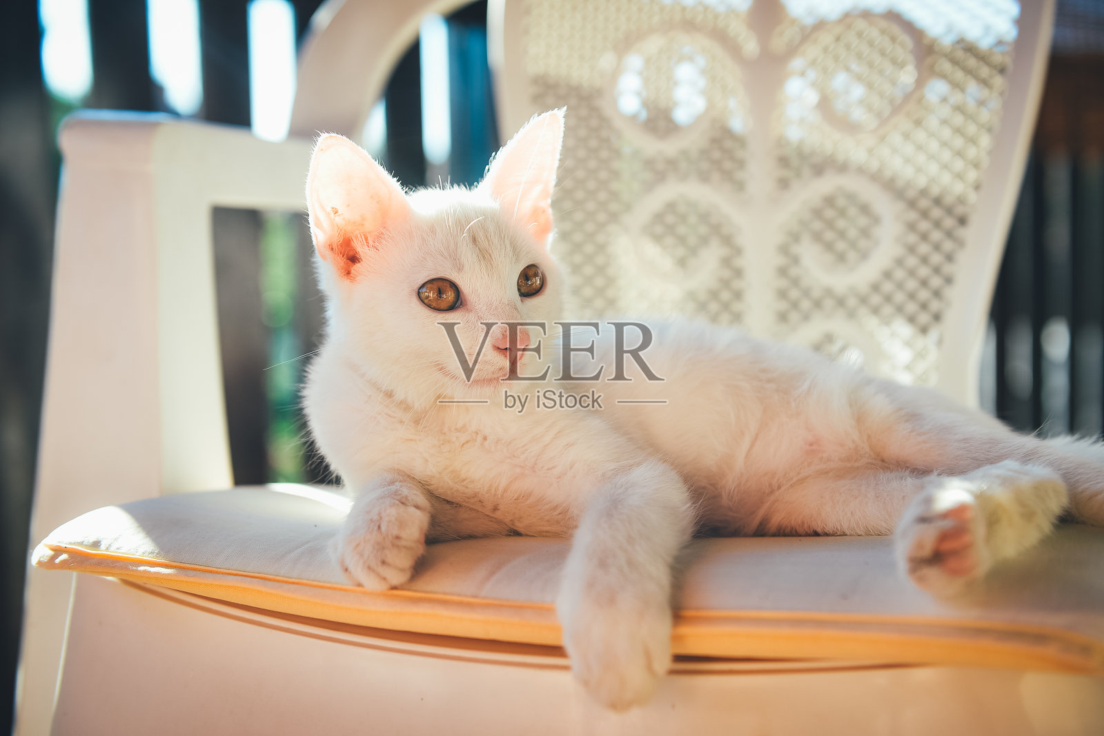 小白猫躺在椅子上照片摄影图片