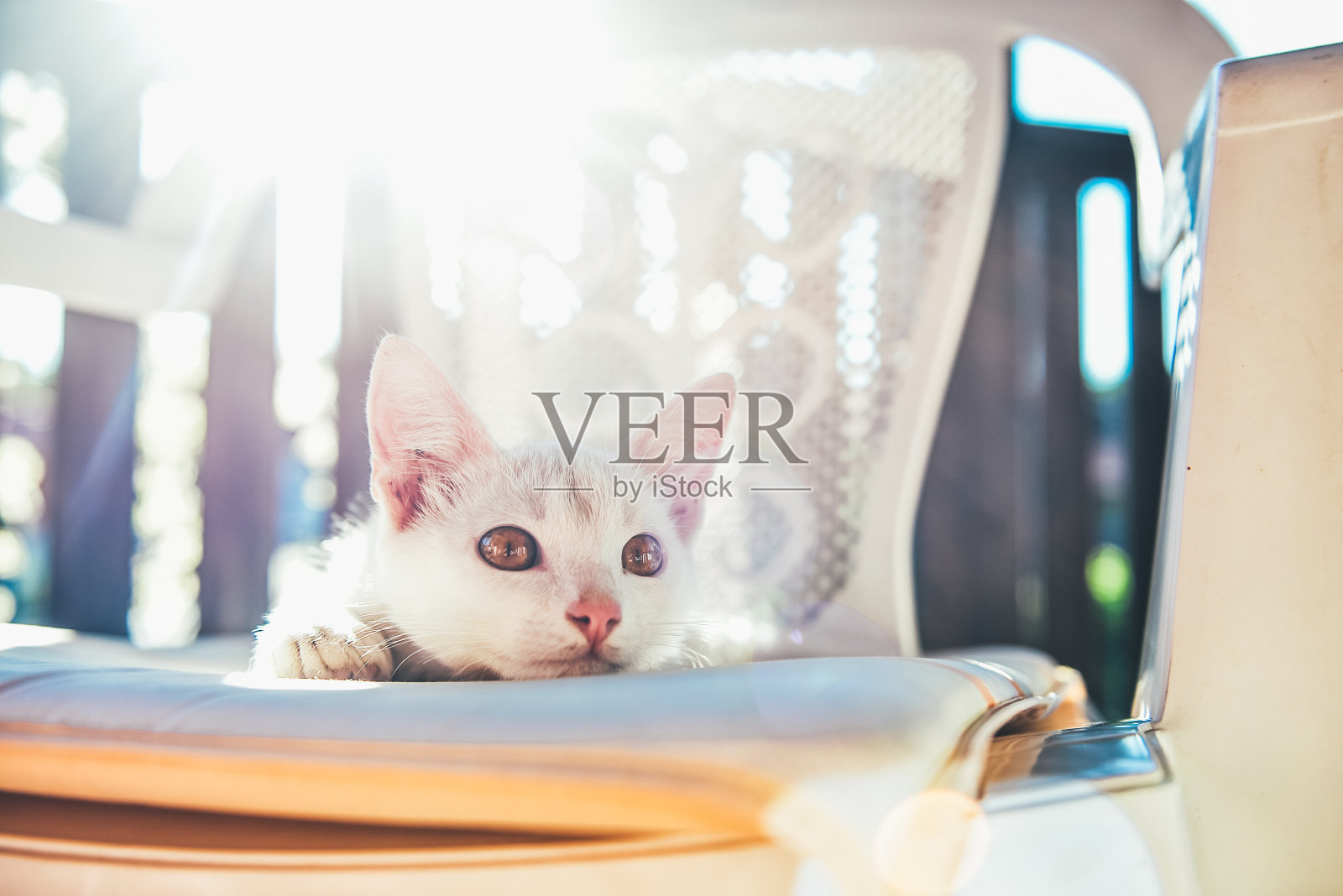 小白猫躺在椅子上照片摄影图片