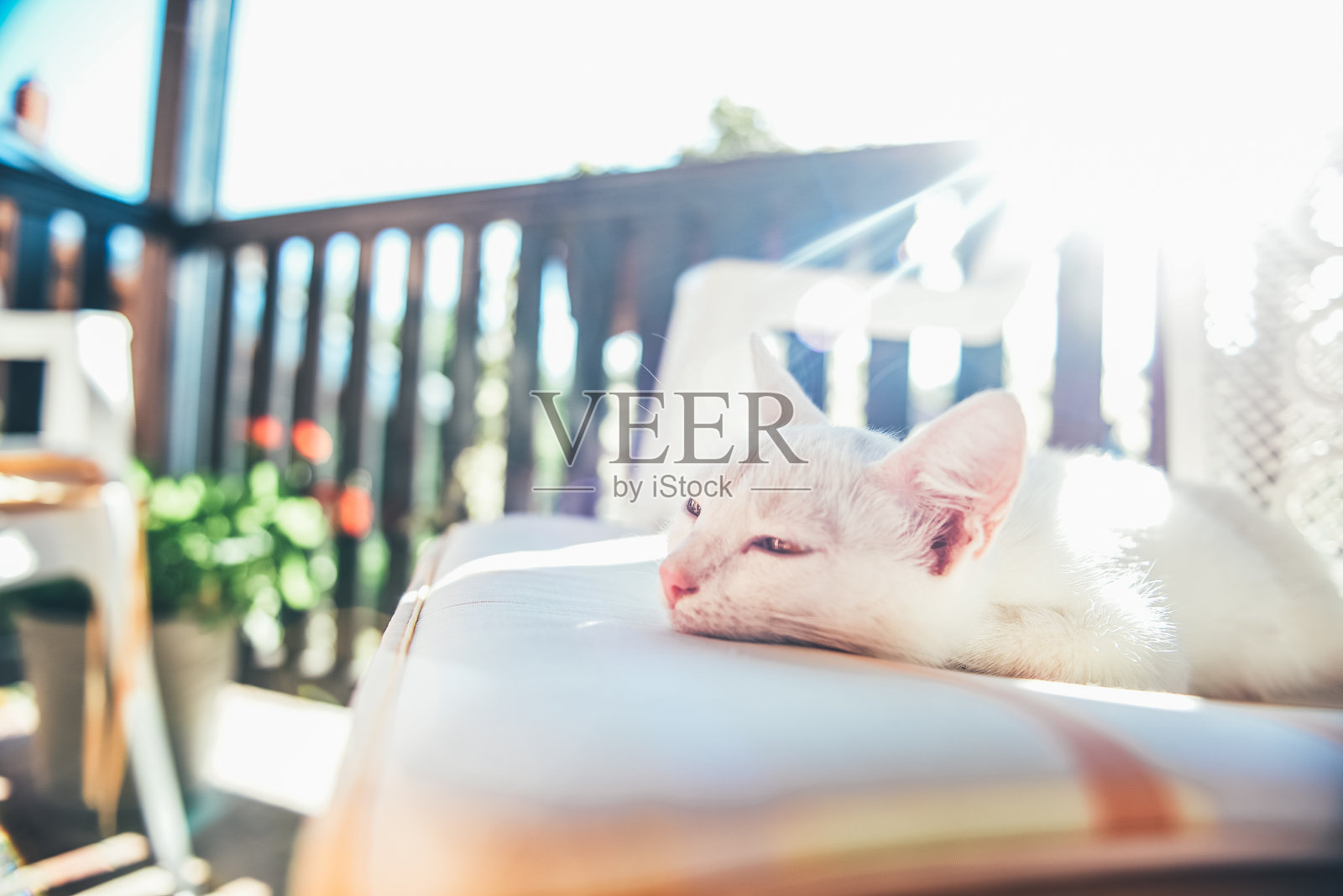 小白猫躺在椅子上照片摄影图片