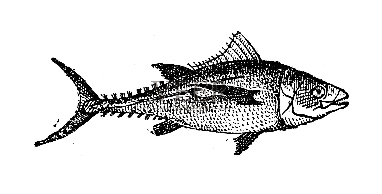 古董插图:金枪鱼插画图片素材