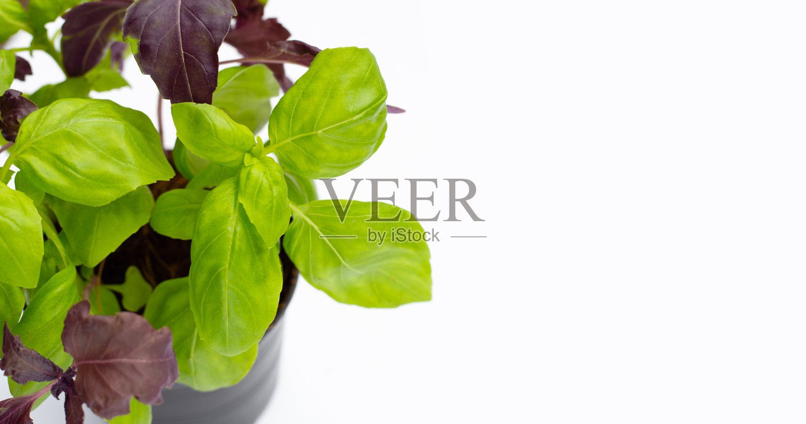 罗勒叶在白色背景。照片摄影图片