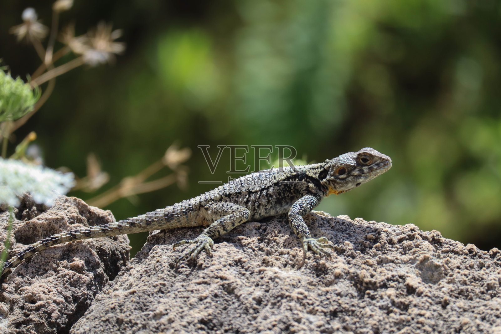 阳光明媚的日子里，黎巴嫩比布鲁斯岩石上的一只大蜥蜴照片摄影图片