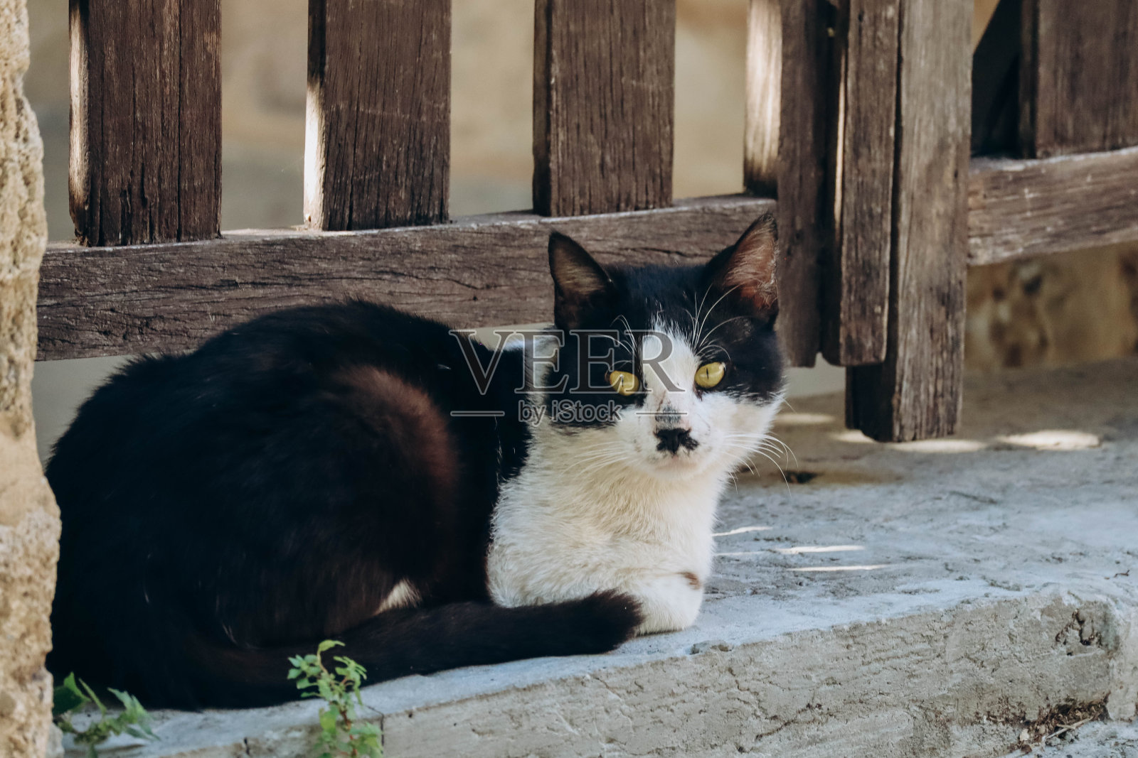 黎巴嫩比布鲁斯的流浪猫照片摄影图片