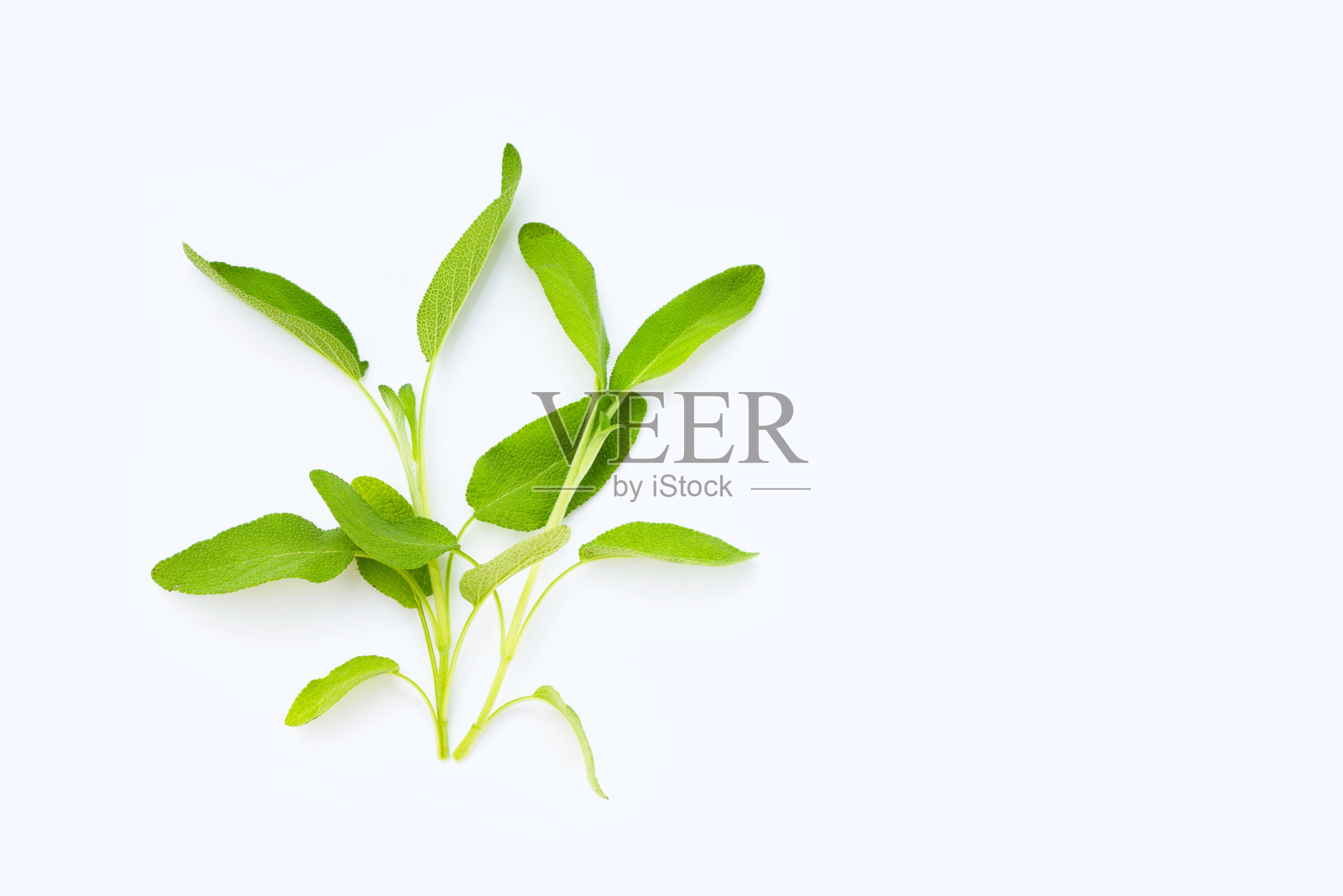 鼠尾草叶在白色背景。照片摄影图片