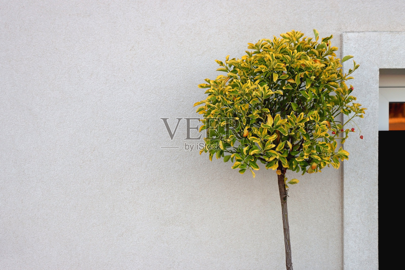 盆栽树照片摄影图片