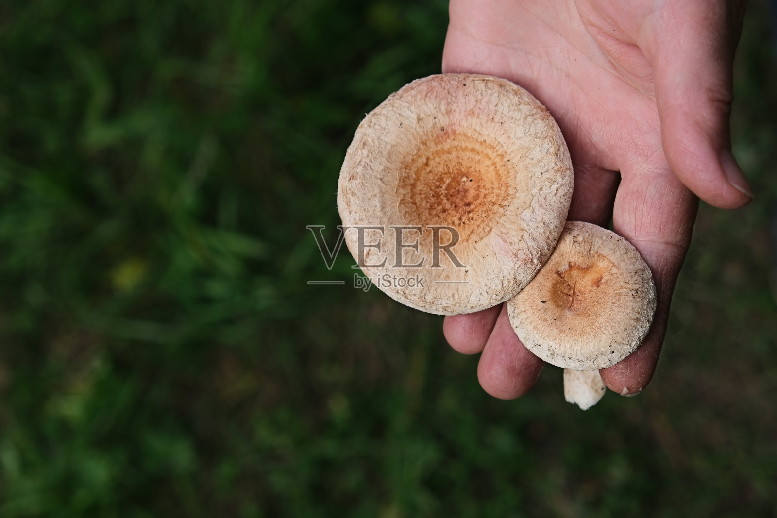 老妇人手持藏红花奶帽(美味乳菇)蘑菇。藏红花奶盖，红松香菇，美味乳菇。近距离照片摄影图片