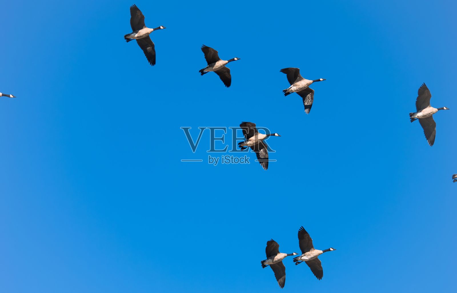 低角度拍摄一群鹅在晴朗的蓝天中齐声飞翔照片摄影图片