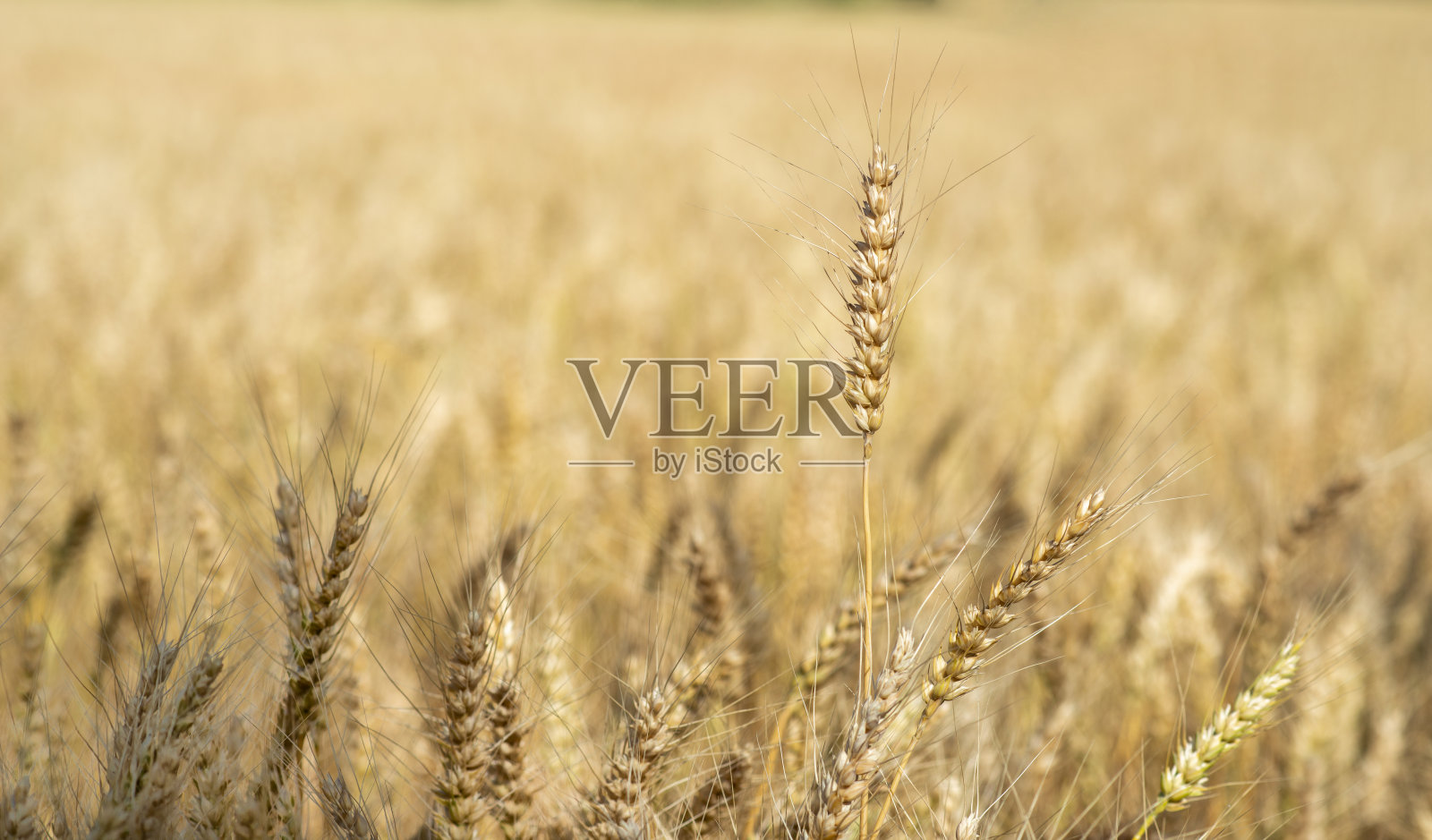 金色的麦穗和小麦在阳光下发芽照片摄影图片