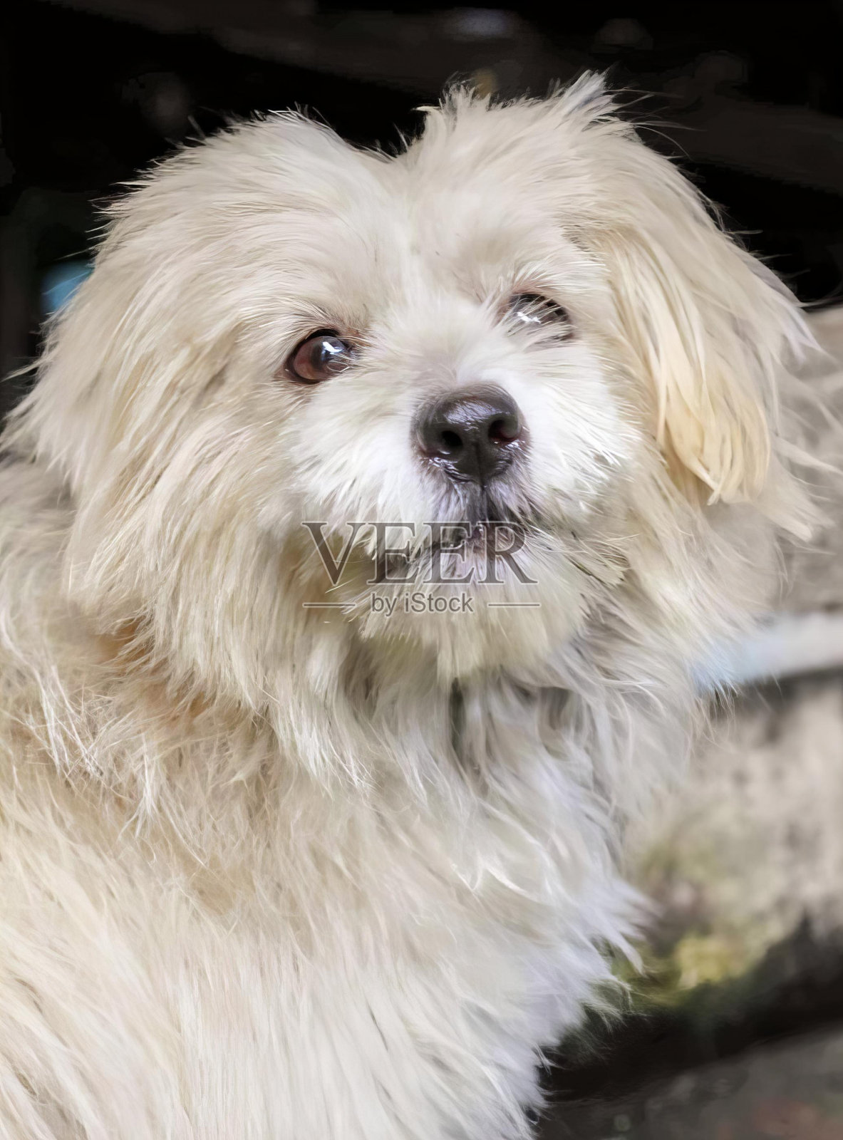 一张白狗的照片，一脸悲伤，有一只白狗正坐在地上。照片摄影图片