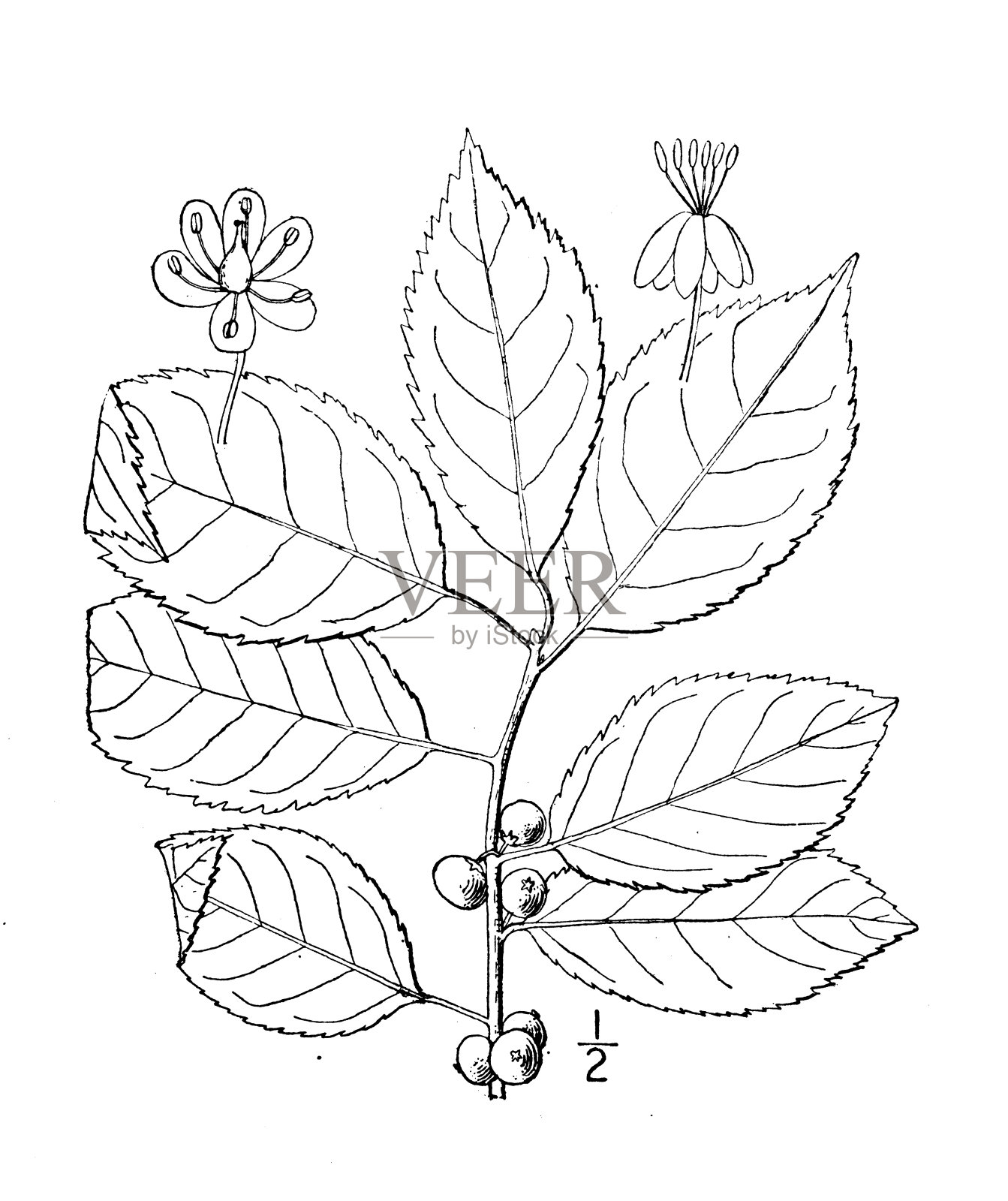 古植物学植物插图:冬青、弗吉尼亚冬莓、黑桤木插画图片素材