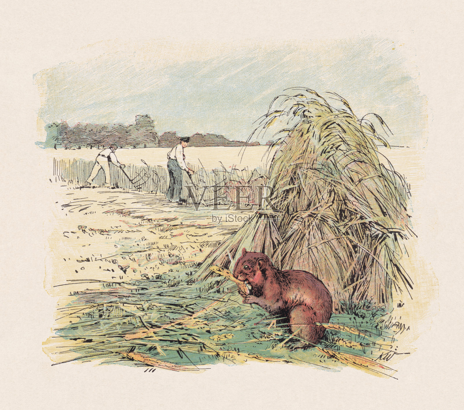 欧洲仓鼠，彩色木刻，1897年出版插画图片素材