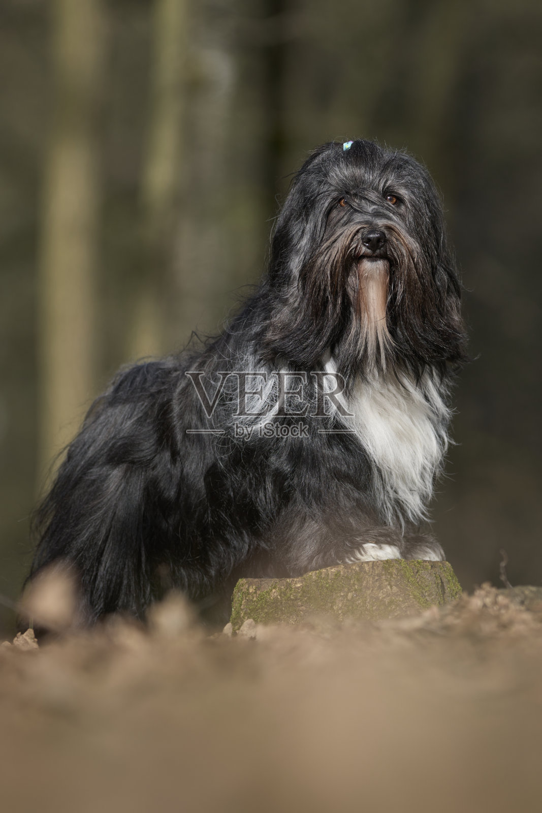 西藏梗照片摄影图片