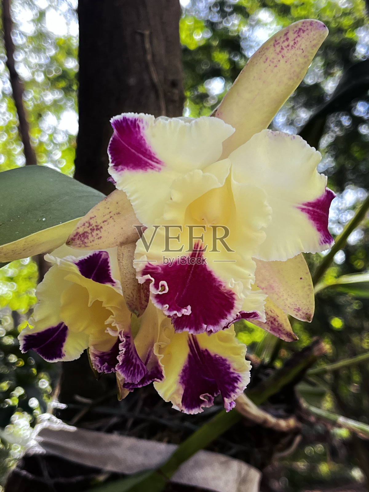 花照片摄影图片