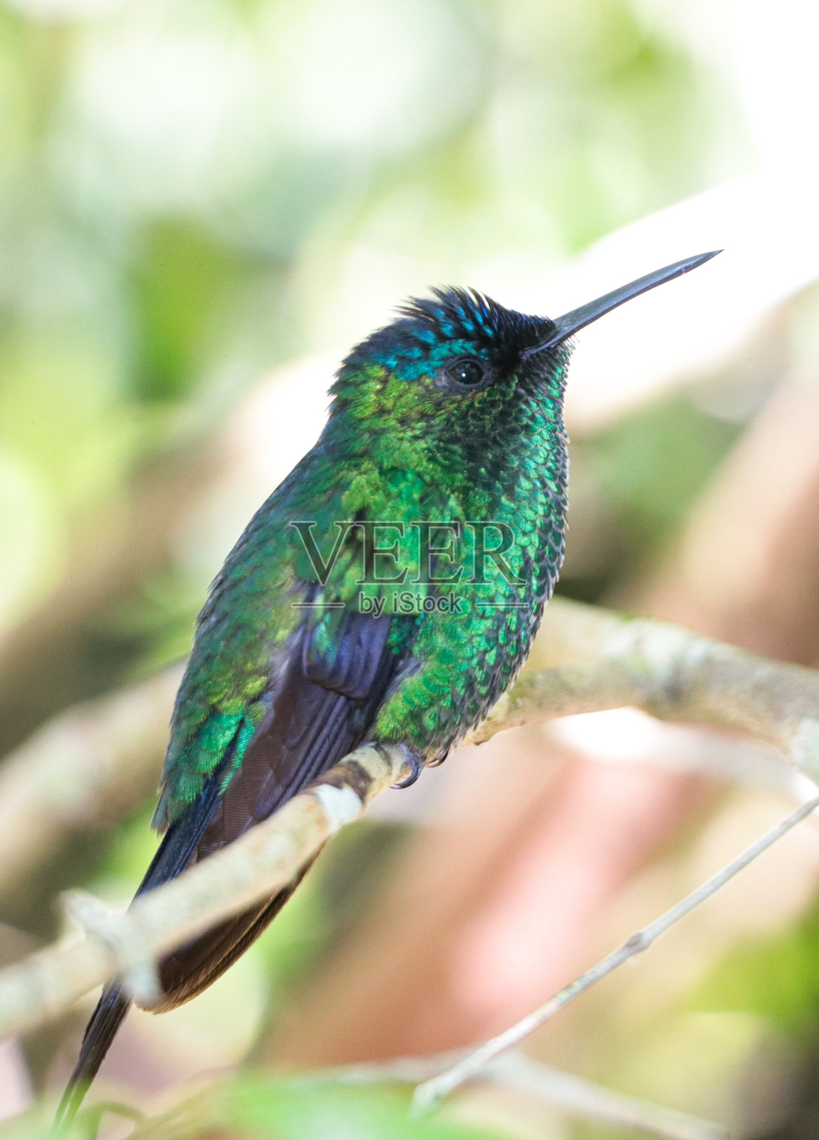 蜂鸟照片摄影图片