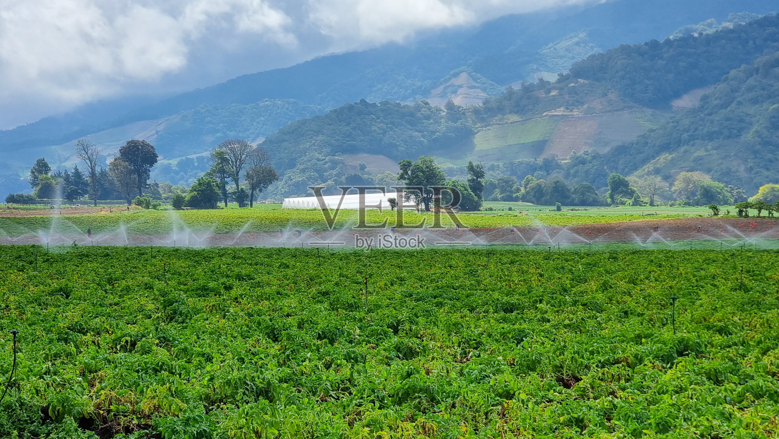 巴拿马奇里基省耕地自动灌溉照片摄影图片