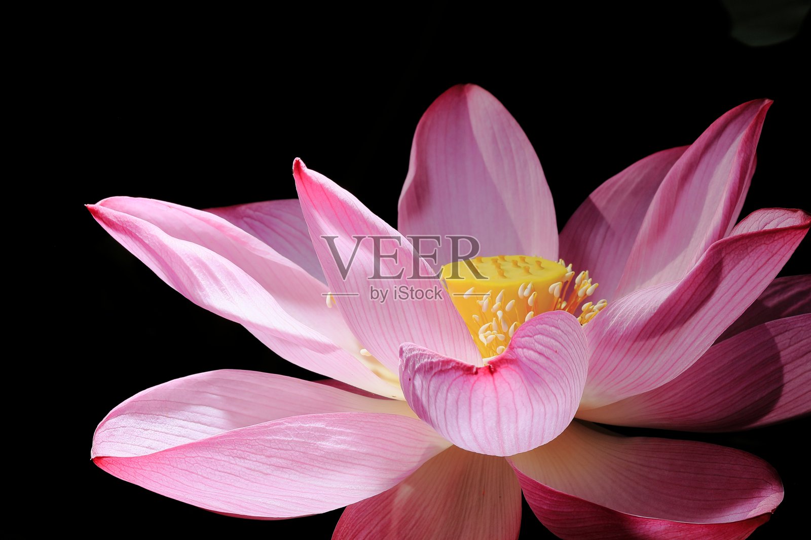 日本的莲花照片摄影图片