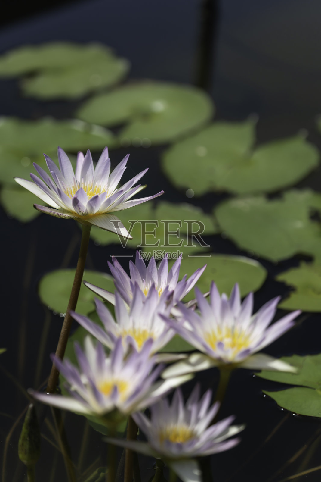 睡莲花背景材料照片摄影图片