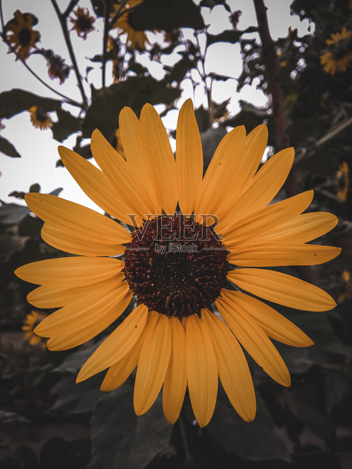 向日葵的特写照片照片摄影图片