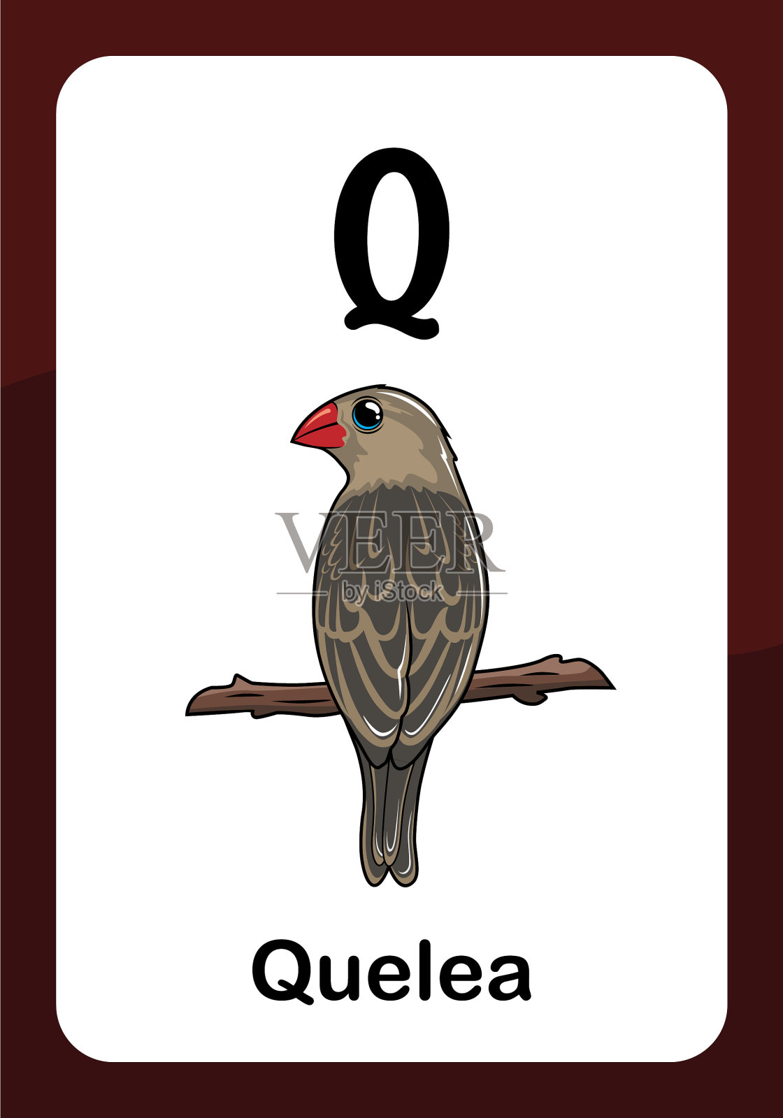 动物字母卡片- q代表quelea鸟插画图片素材