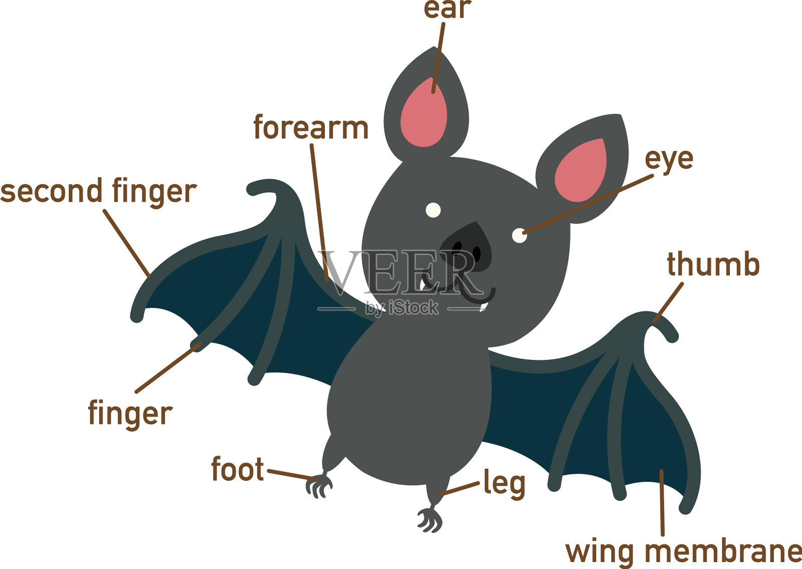 蝙蝠词汇身体的一部分插画图片素材