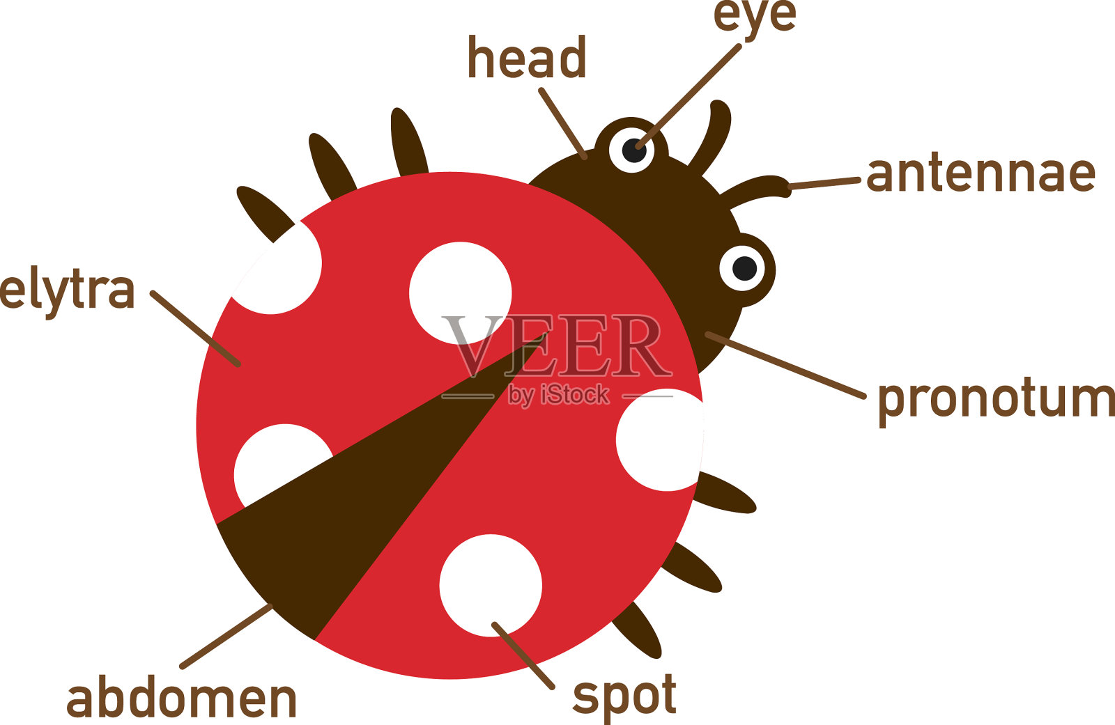 瓢虫词汇身体的一部分插画图片素材