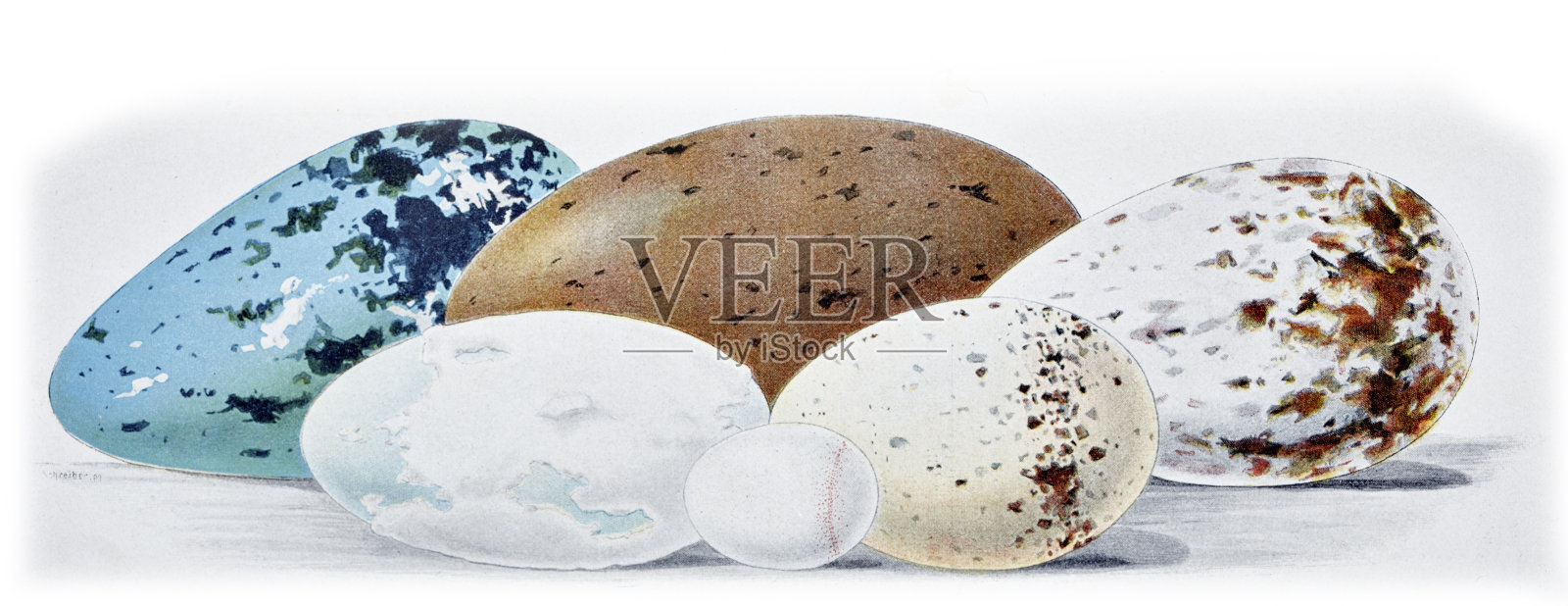 潜水鸟的蛋插画图片素材