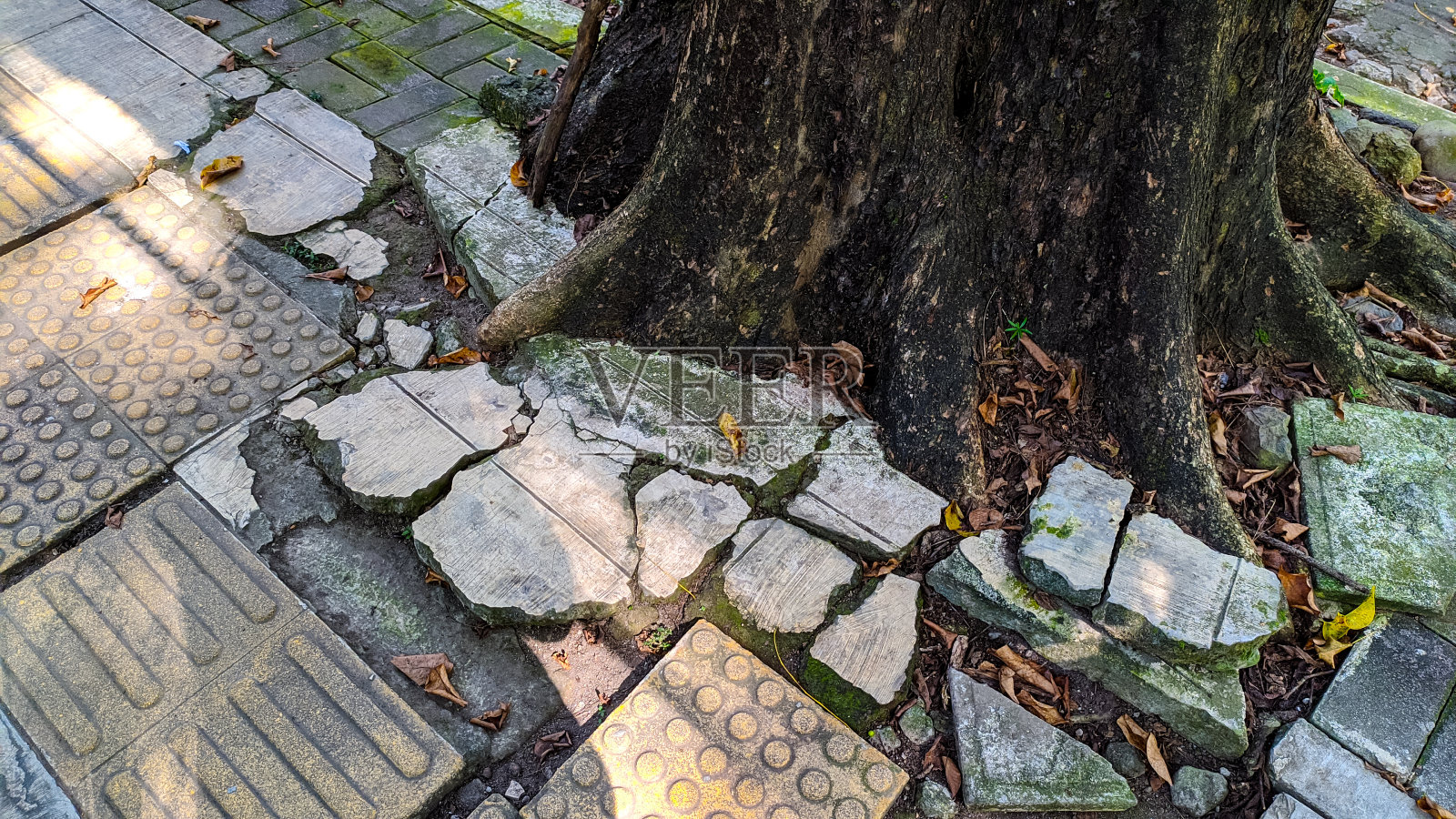 人行道被树根破坏照片摄影图片