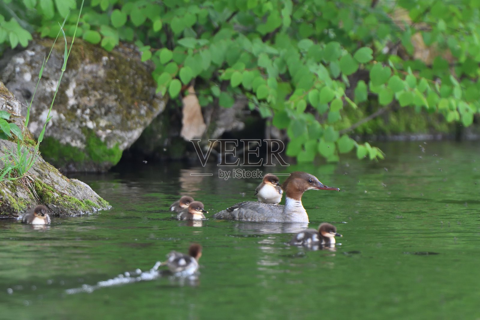 在北海道的池塘里游泳的秋沙鸭家族。照片摄影图片