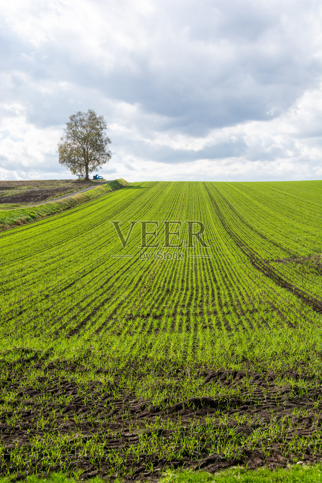 秋田里的小麦苗绿了照片摄影图片