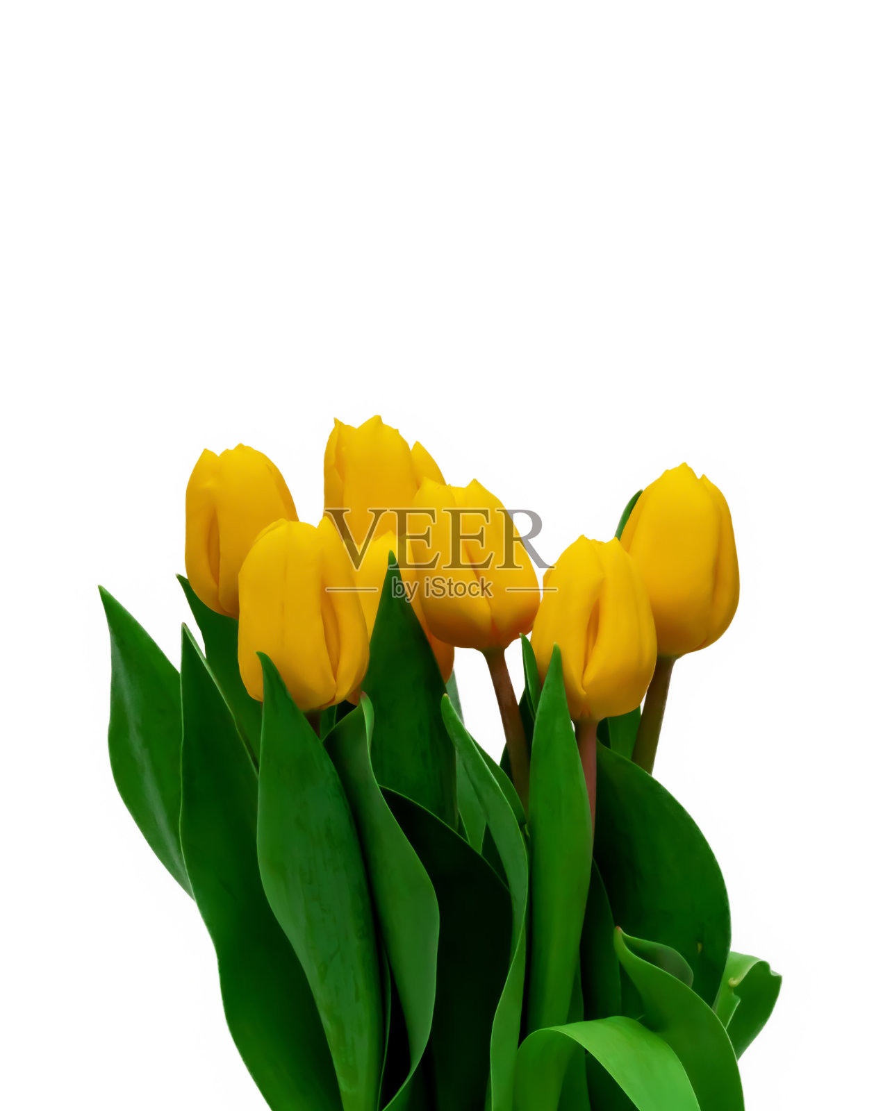 黄色郁金香花的花束孤立在白色背景与复制空间。有选择性的重点。照片摄影图片