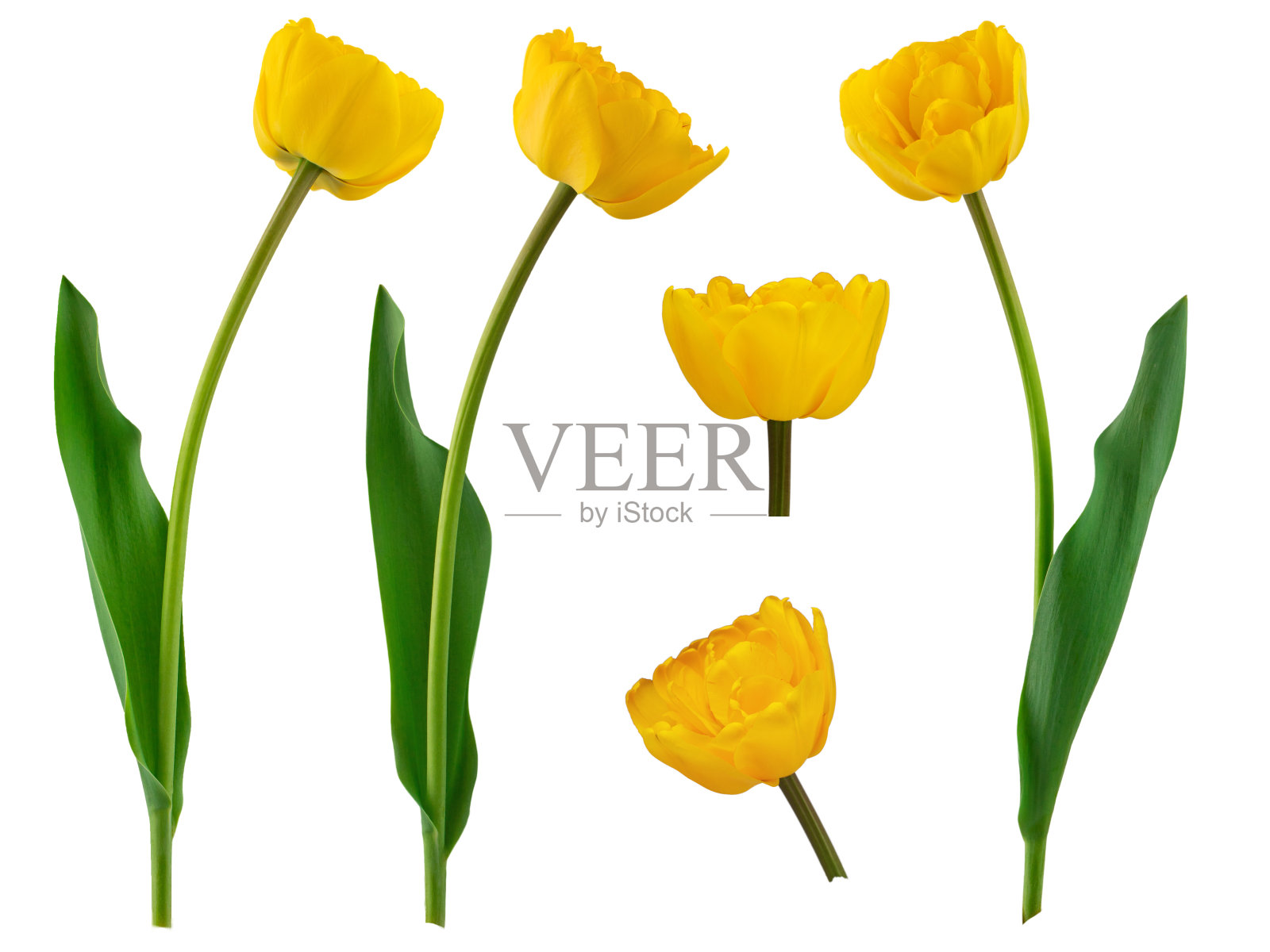 黄色的水仙花和郁金香，绿叶孤立在白色的背景上照片摄影图片