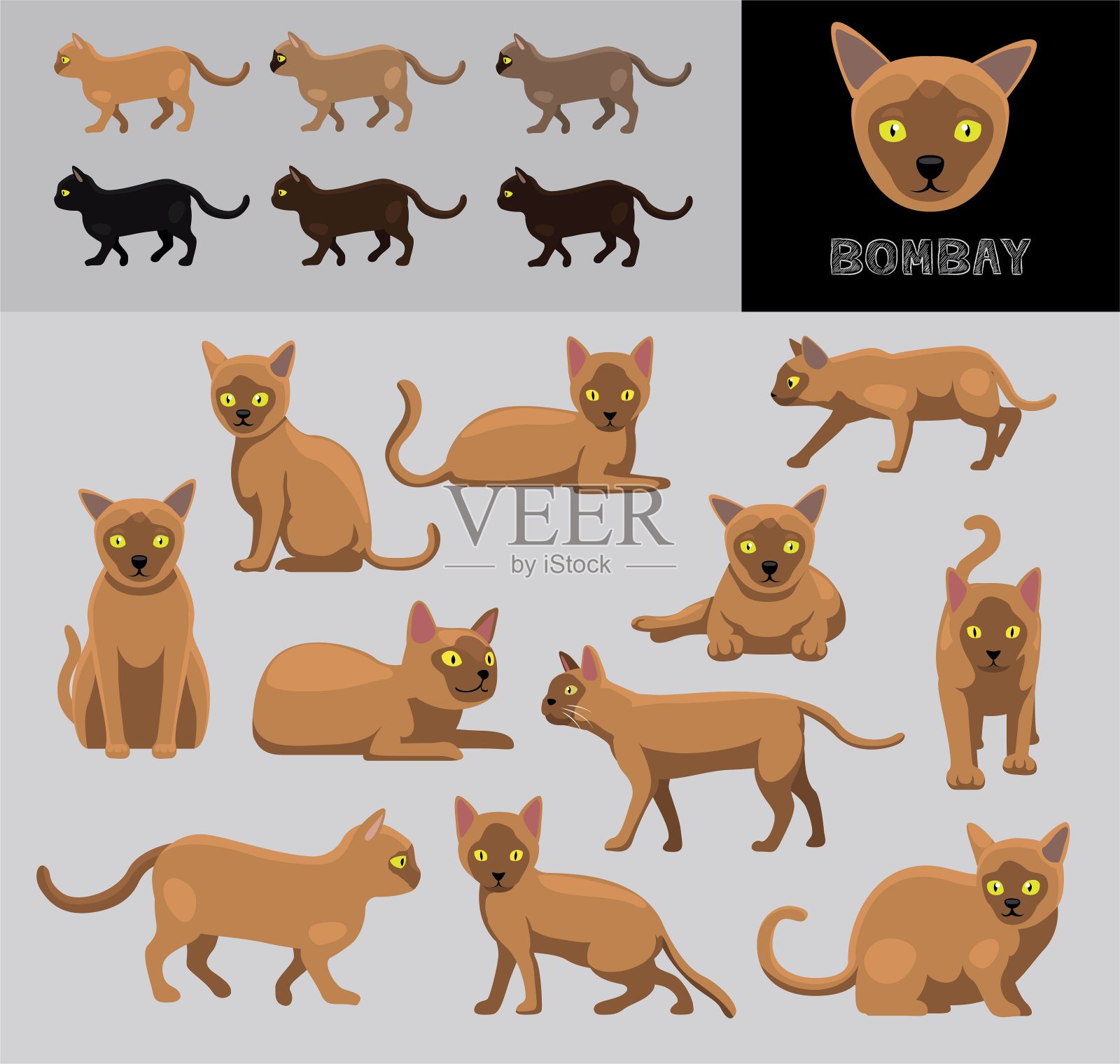 猫孟买卡通矢量插图颜色变化集棕色外套插画图片素材