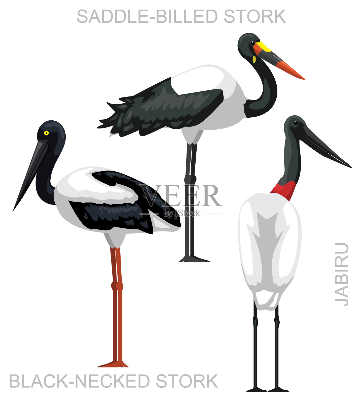 可爱的鸟鹳贾比鲁集卡通矢量插画图片素材