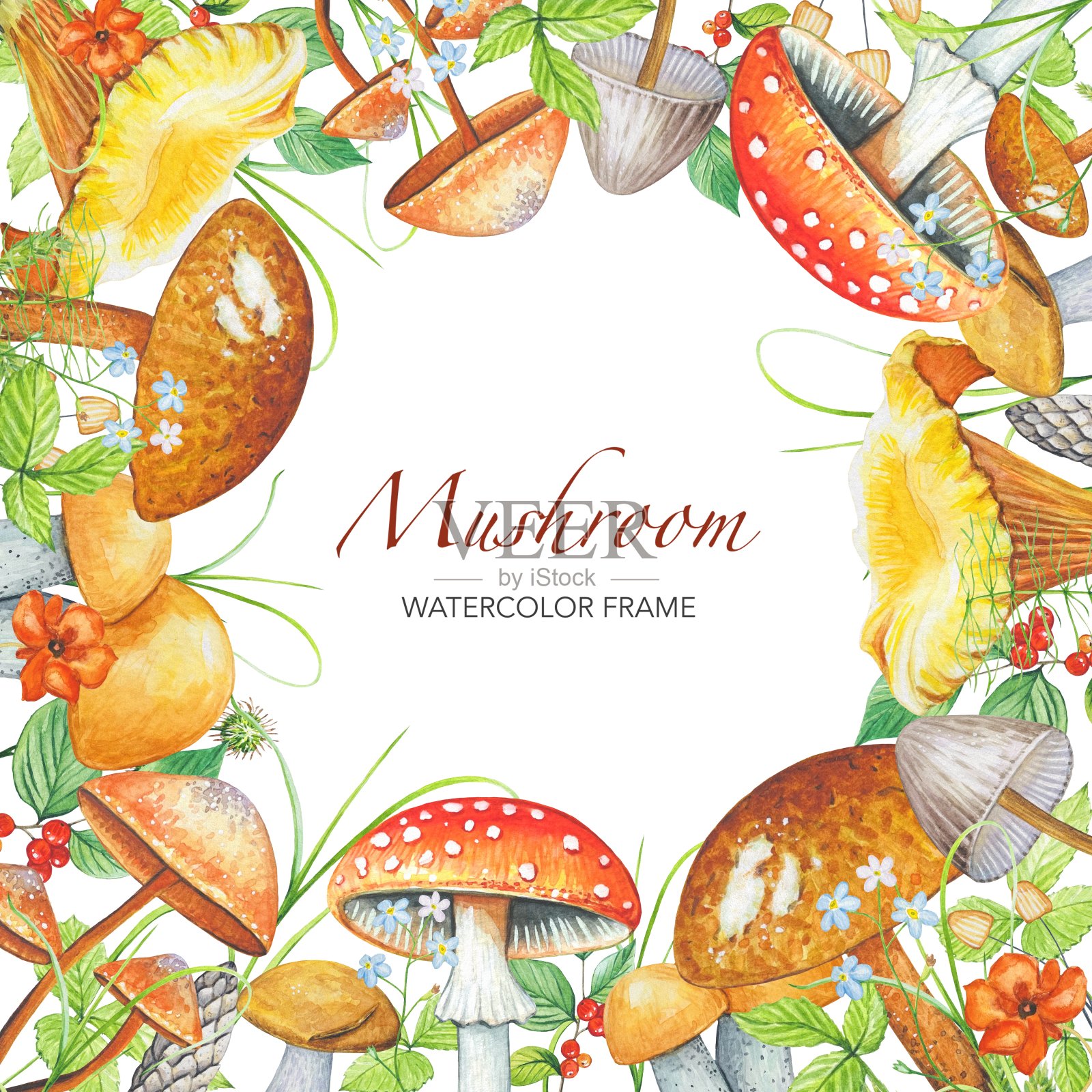 水彩框架与蘑菇，花，叶，草药。森林蘑菇。插画图片素材