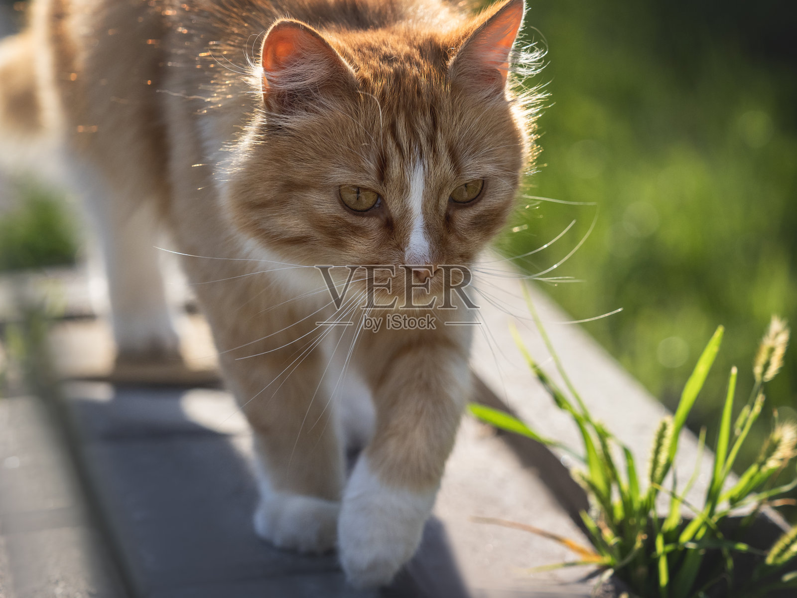 可爱的猫走在草地上的绿草照片摄影图片