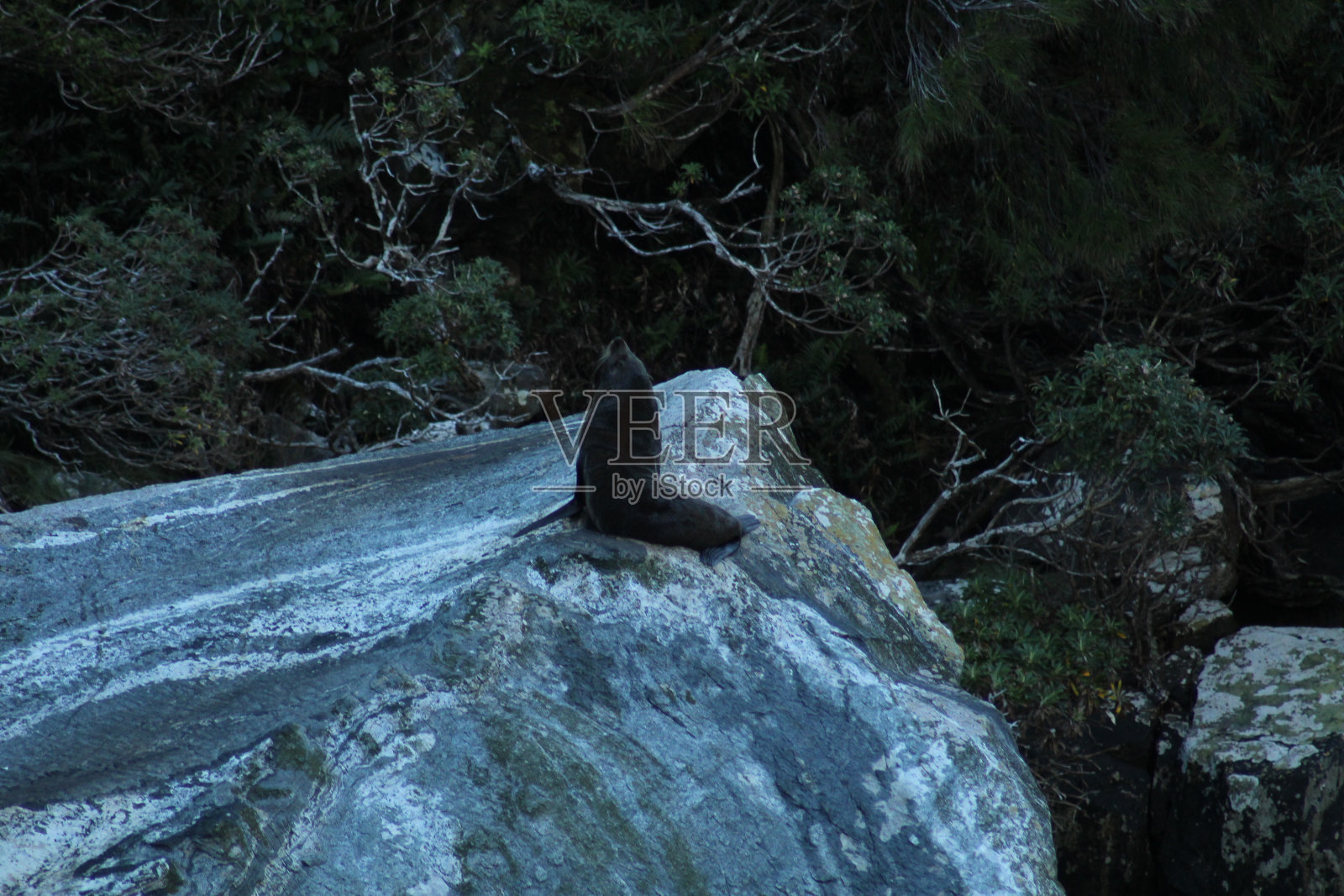海豹照片摄影图片