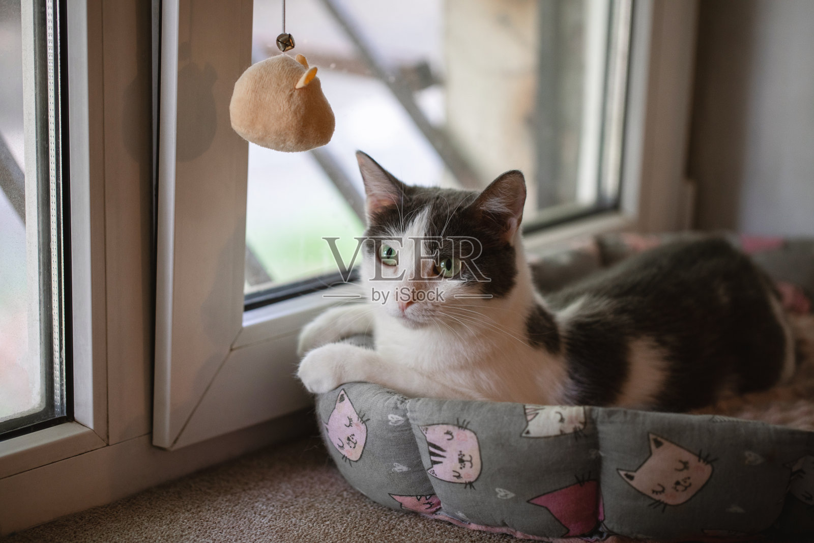 黑白快乐的猫坐在房间窗台上的猫床上，选了焦点。照片摄影图片
