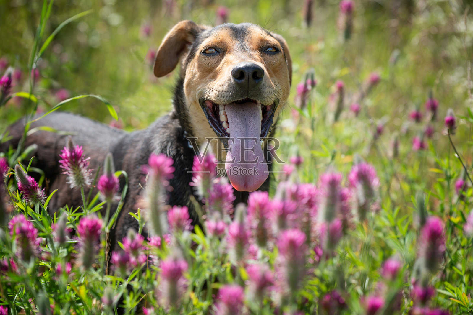 狗带着花在田野上照片摄影图片