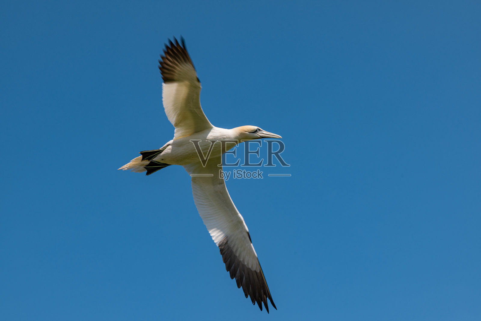 海鸟在天空中飞翔照片摄影图片