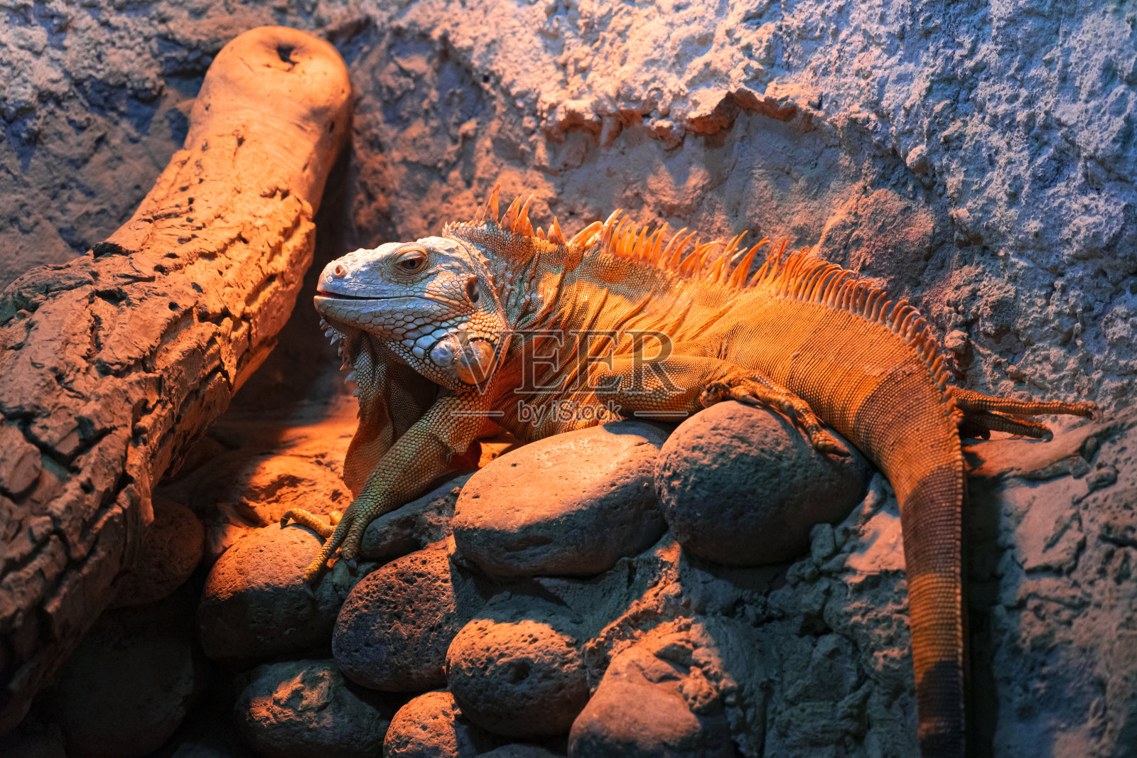 暖光下水族箱岩石上的绿鬣蜥照片摄影图片