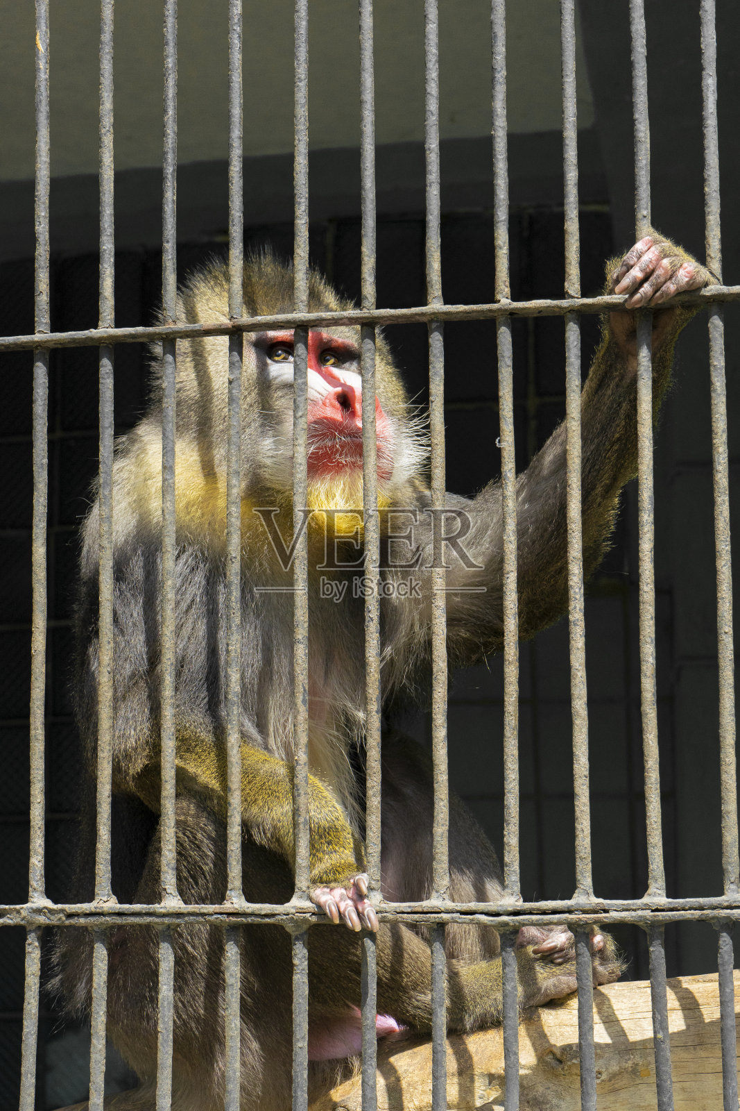 动物园笼子里的山魈照片摄影图片