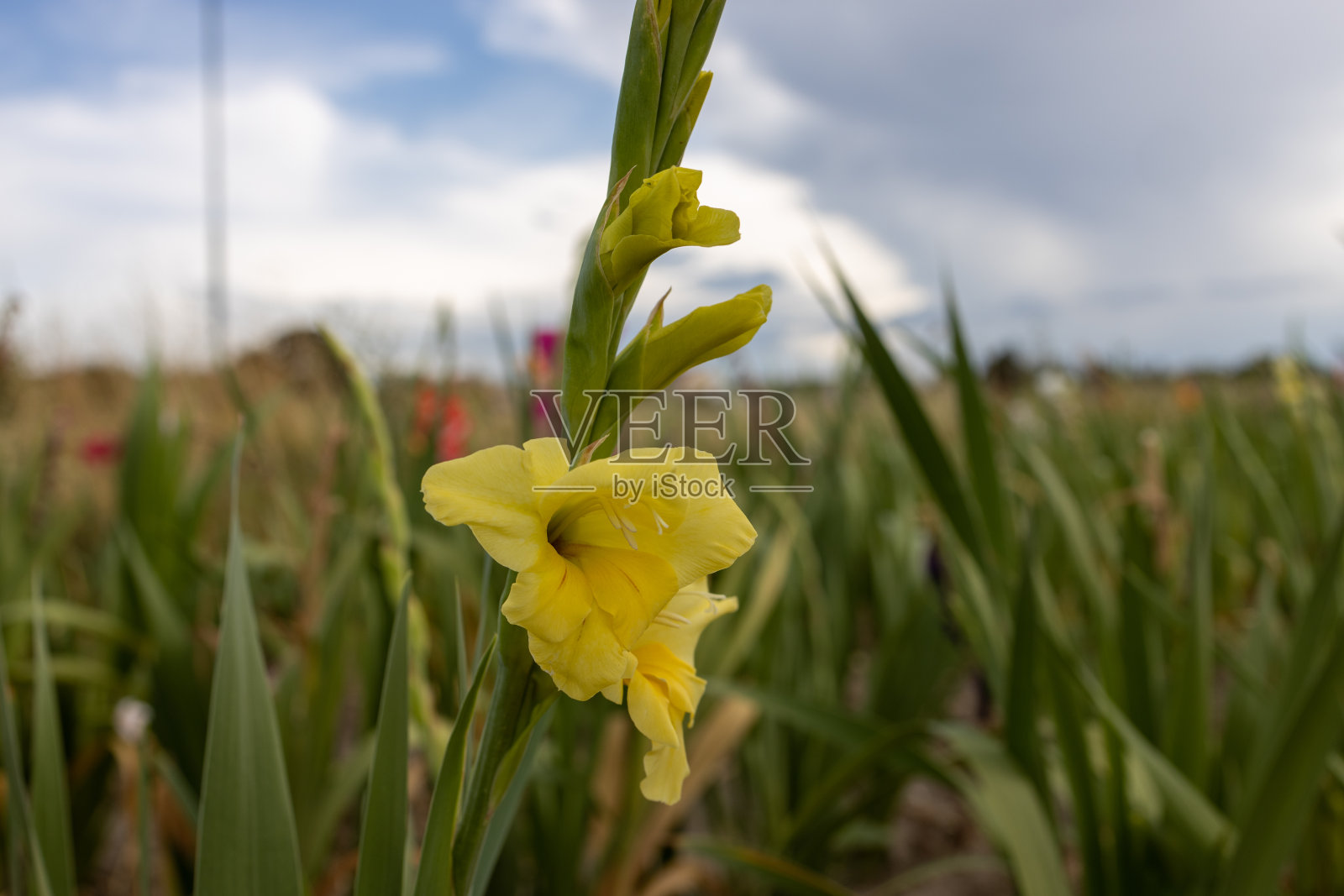 田野上黄色剑兰的特写照片摄影图片