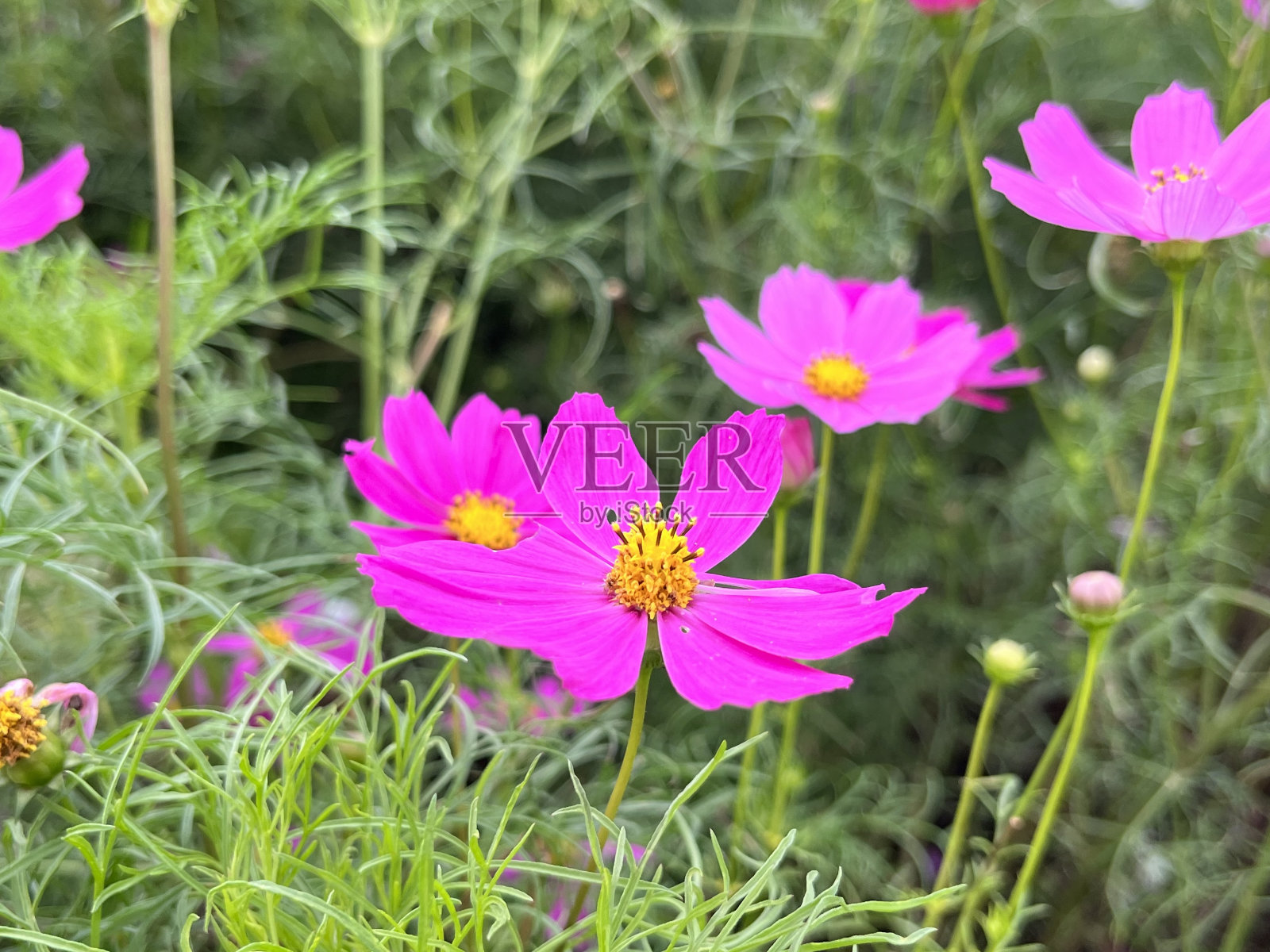 花园宇宙花照片摄影图片