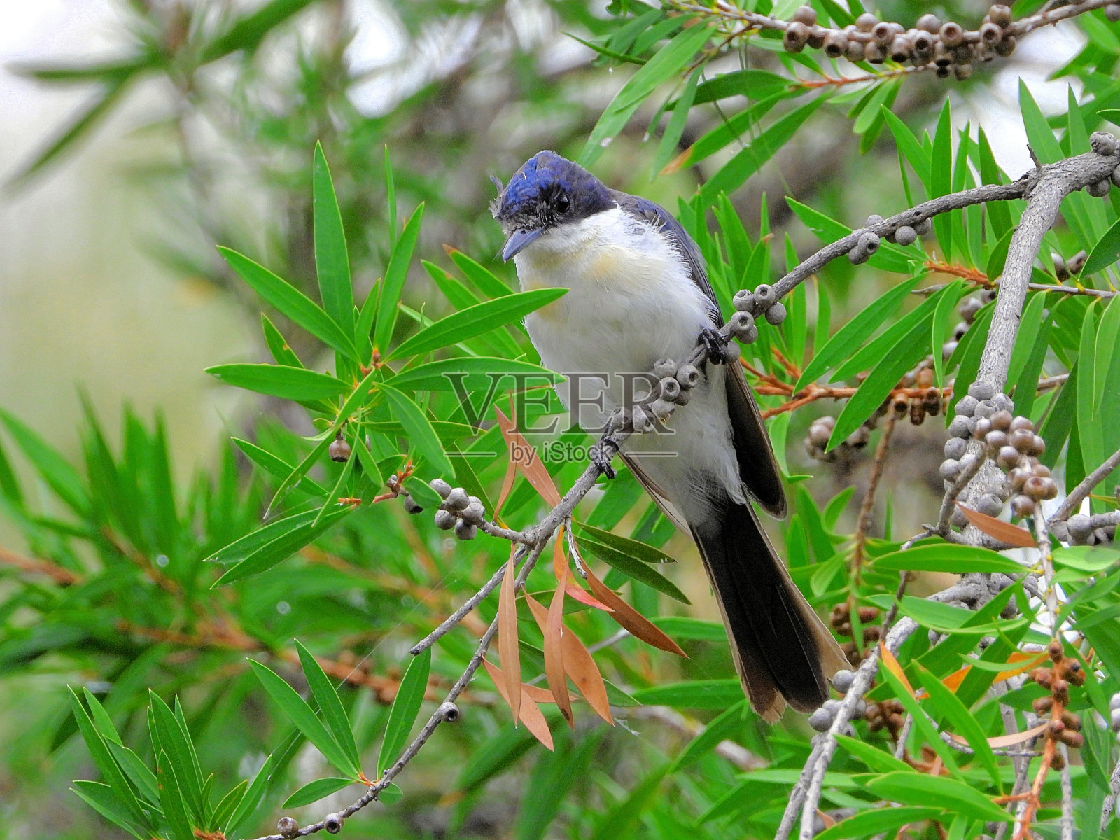 澳大利亚维多利亚的Barmah照片摄影图片
