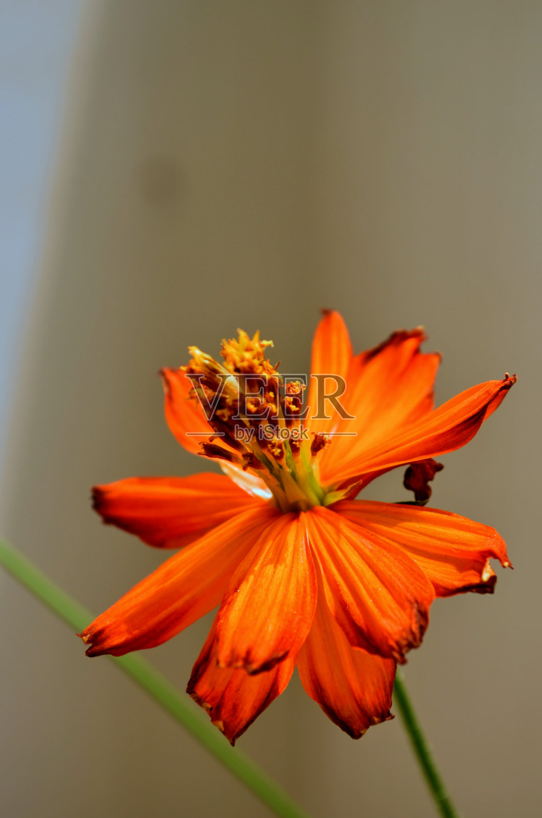 橙色的宇宙花。照片摄影图片